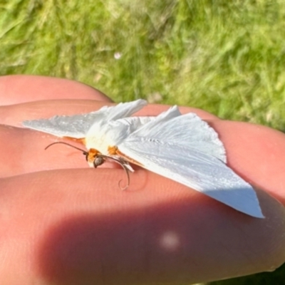 Thalaina selenaea (Orange-rimmed Satin Moth) at South East Forest National Park - 2 Feb 2024 by KMcCue