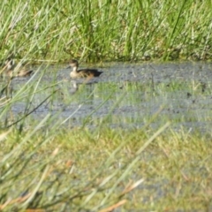 Anas gracilis (Grey Teal) at Nunnock Swamp - 3 Feb 2024 by KMcCue