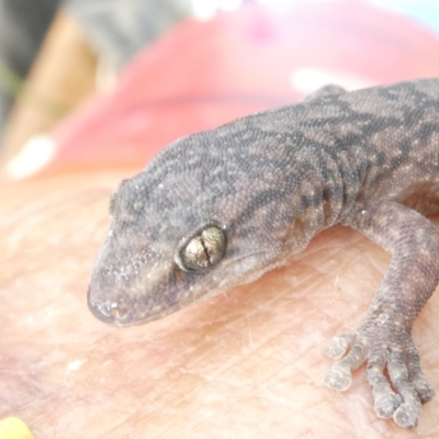 Christinus marmoratus (Southern Marbled Gecko) at Emu Creek - 5 Feb 2024 by JohnGiacon