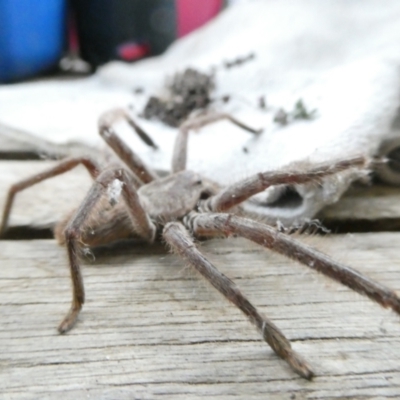 Isopeda canberrana (Canberra Huntsman Spider) at Emu Creek Belconnen (ECB) - 5 Feb 2024 by JohnGiacon