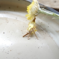 Heliocosma (genus - immature) (A tortrix or leafroller moth) at Emu Creek Belconnen (ECB) - 4 Feb 2024 by JohnGiacon
