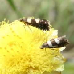 Glyphipterix chrysoplanetis (A Sedge Moth) at Emu Creek - 4 Feb 2024 by JohnGiacon