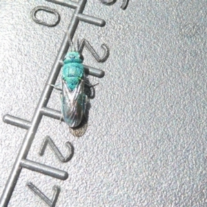 Chrysididae (family) at Emu Creek Belconnen (ECB) - 4 Feb 2024