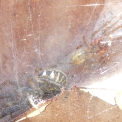 Deliochus pulcher (Beautiful Deliochus spider) at Flea Bog Flat to Emu Creek Corridor - 3 Feb 2024 by JohnGiacon