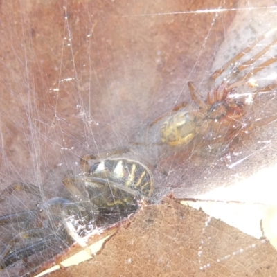 Deliochus pulcher (Beautiful Deliochus spider) at Belconnen, ACT - 3 Feb 2024 by JohnGiacon