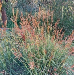 Sorghum leiocladum at Hackett, ACT - 31 Dec 2022 06:57 PM