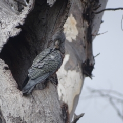 Callocephalon fimbriatum (Gang-gang Cockatoo) at O'Malley, ACT - 2 Feb 2024 by Mike