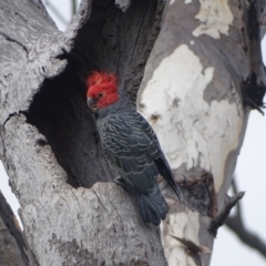 Callocephalon fimbriatum at Mount Mugga Mugga - 3 Feb 2024