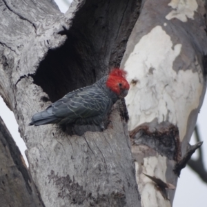 Callocephalon fimbriatum at Mount Mugga Mugga - 3 Feb 2024