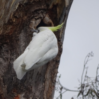 Cacatua galerita (Sulphur-crested Cockatoo) at O'Malley, ACT - 2 Feb 2024 by Mike