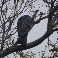 Callocephalon fimbriatum (Gang-gang Cockatoo) at Mount Mugga Mugga - 2 Feb 2024 by Mike