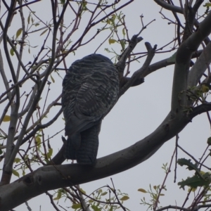 Callocephalon fimbriatum at Mount Mugga Mugga - 3 Feb 2024