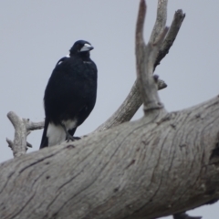 Gymnorhina tibicen (Australian Magpie) at Mount Mugga Mugga - 2 Feb 2024 by Mike