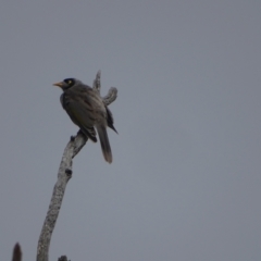 Manorina melanocephala (Noisy Miner) at Mount Mugga Mugga - 2 Feb 2024 by Mike