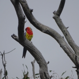 Platycercus eximius at Mount Mugga Mugga - 3 Feb 2024