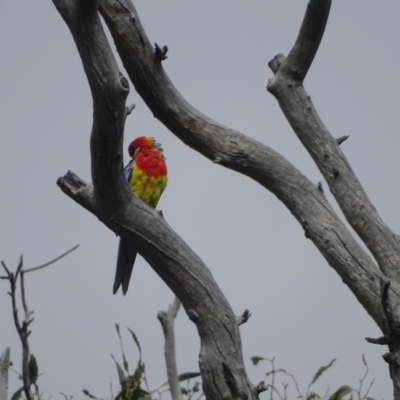 Platycercus eximius (Eastern Rosella) at O'Malley, ACT - 2 Feb 2024 by Mike