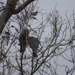 Callocephalon fimbriatum (Gang-gang Cockatoo) at Mount Mugga Mugga - 3 Feb 2024 by Mike