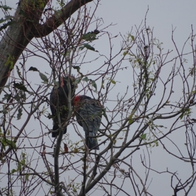 Callocephalon fimbriatum (Gang-gang Cockatoo) at O'Malley, ACT - 2 Feb 2024 by Mike