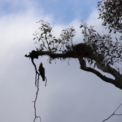 Callocephalon fimbriatum (Gang-gang Cockatoo) at Mount Mugga Mugga - 3 Feb 2024 by Mike