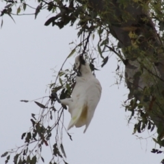 Cacatua galerita (Sulphur-crested Cockatoo) at O'Malley, ACT - 2 Feb 2024 by Mike