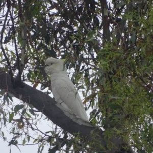 Cacatua galerita at GG243 - 3 Feb 2024