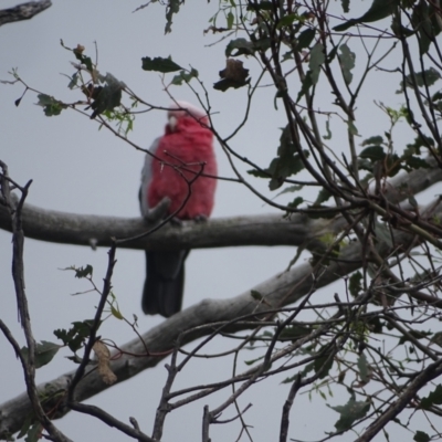 Eolophus roseicapilla (Galah) at Mount Mugga Mugga - 2 Feb 2024 by Mike