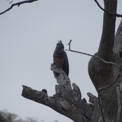 Callocephalon fimbriatum (Gang-gang Cockatoo) at O'Malley, ACT - 2 Feb 2024 by Mike