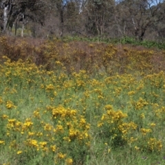 Hypericum perforatum (St John's Wort) at O'Malley, ACT - 1 Feb 2024 by Mike