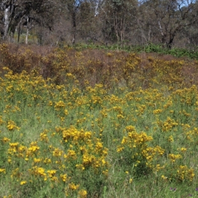 Hypericum perforatum (St John's Wort) at Mount Mugga Mugga - 2 Feb 2024 by Mike