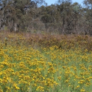 Hypericum perforatum at Mount Mugga Mugga - 2 Feb 2024 09:52 AM