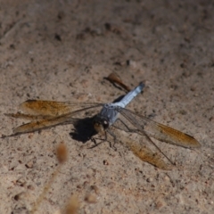 Orthetrum caledonicum (Blue Skimmer) at O'Malley, ACT - 1 Feb 2024 by Mike