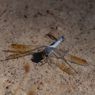 Orthetrum caledonicum (Blue Skimmer) at Mount Mugga Mugga - 2 Feb 2024 by Mike