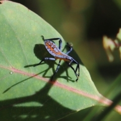 Amorbus sp. (genus) (Eucalyptus Tip bug) at Mount Mugga Mugga - 2 Feb 2024 by Mike