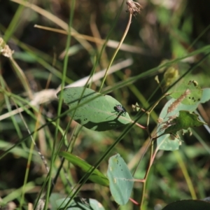 Amorbus sp. (genus) at Mount Mugga Mugga - 2 Feb 2024