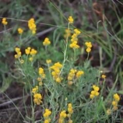 Chrysocephalum apiculatum (Common Everlasting) at O'Malley, ACT - 2 Feb 2024 by Mike