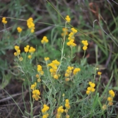 Chrysocephalum apiculatum (Common Everlasting) at Mount Mugga Mugga - 2 Feb 2024 by Mike