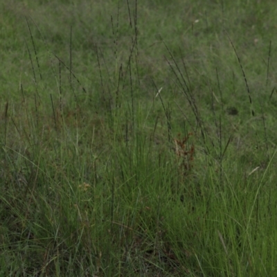 Sporobolus creber (Slender Rat's Tail Grass) at Mount Mugga Mugga - 2 Feb 2024 by Mike