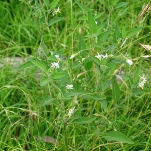 Solanum chenopodioides at Mount Mugga Mugga - 3 Feb 2024