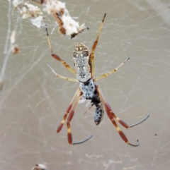 Trichonephila edulis (Golden orb weaver) at Tralee, NSW - 25 Jan 2024 by RomanSoroka