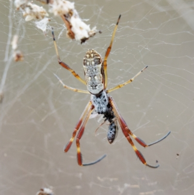 Trichonephila edulis (Golden orb weaver) at Tralee, NSW - 25 Jan 2024 by RomanSoroka