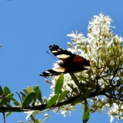 Vanessa itea (Yellow Admiral) at South East Forest National Park - 3 Feb 2024 by KMcCue