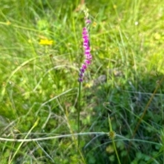 Spiranthes australis (Austral Ladies Tresses) at South East Forest National Park - 2 Feb 2024 by KMcCue