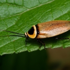 Ellipsidion australe (Austral Ellipsidion cockroach) at Downer, ACT - 6 Feb 2024 by RobertD