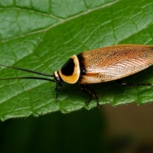 Ellipsidion australe at Downer, ACT - 6 Feb 2024 11:19 AM