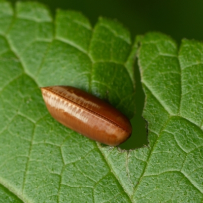 Blattodea (order) (Unidentified cockroach) at Downer, ACT - 6 Feb 2024 by RobertD