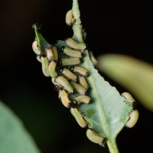 Paropsisterna cloelia at Downer, ACT - 6 Feb 2024 11:20 AM