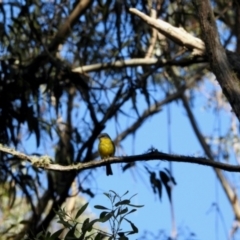 Eopsaltria australis (Eastern Yellow Robin) at South East Forest National Park - 2 Feb 2024 by KMcCue