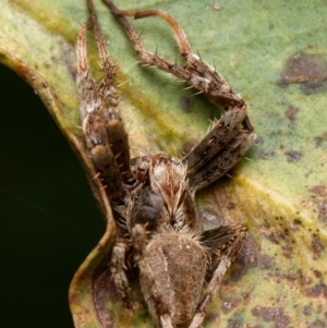 Hortophora sp. (genus) at Downer, ACT - 6 Feb 2024