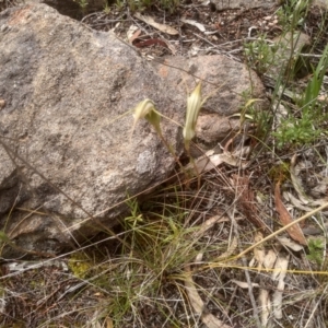 Diplodium sp. at Cooma North Ridge Reserve - suppressed