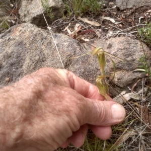 Diplodium sp. at Cooma North Ridge Reserve - suppressed